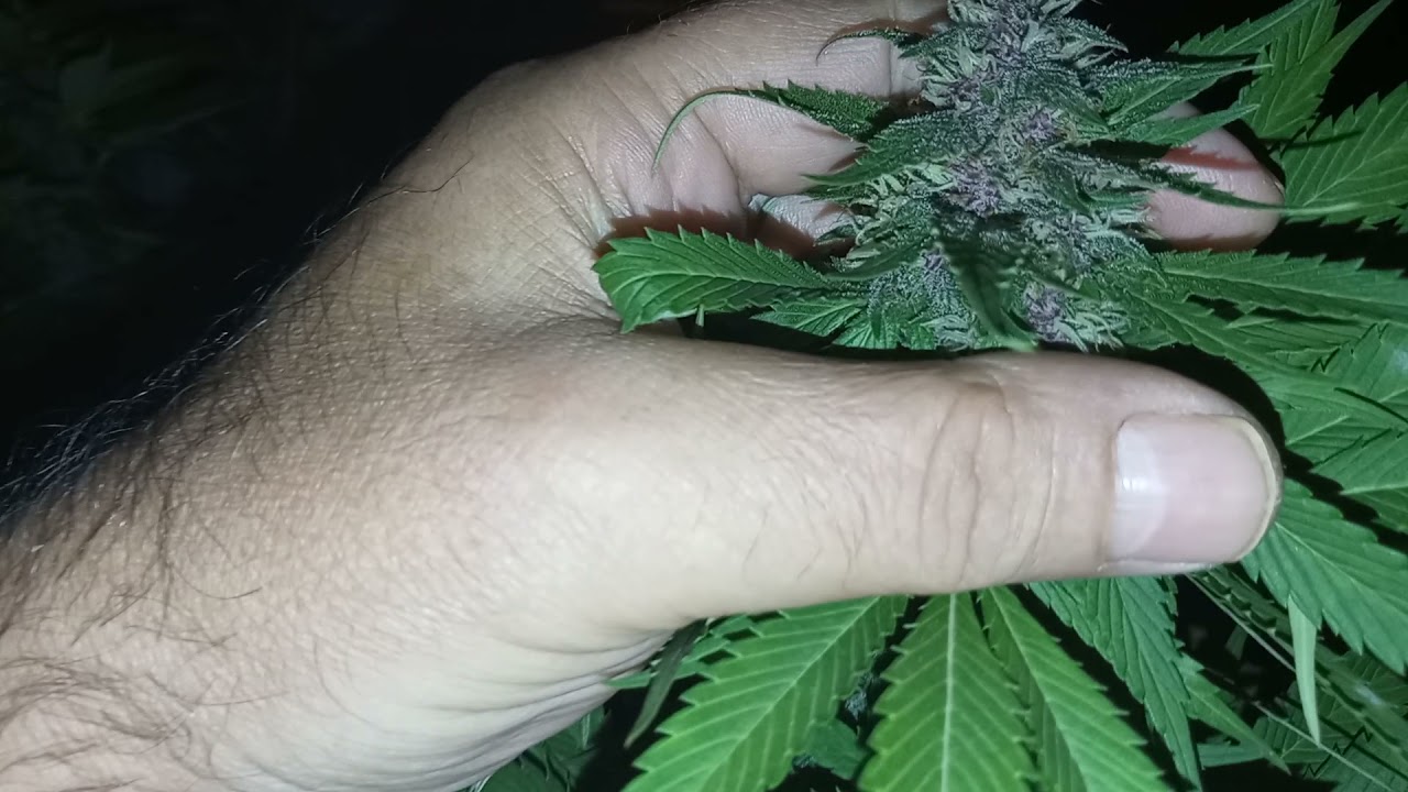 PERJUDICA LA LUZ EN EXTERIOR POR LA NOCHE A LAS PLANTAS??