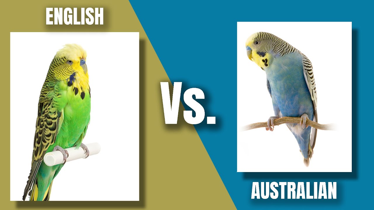 English vs Australian Budgies What’s the Difference?