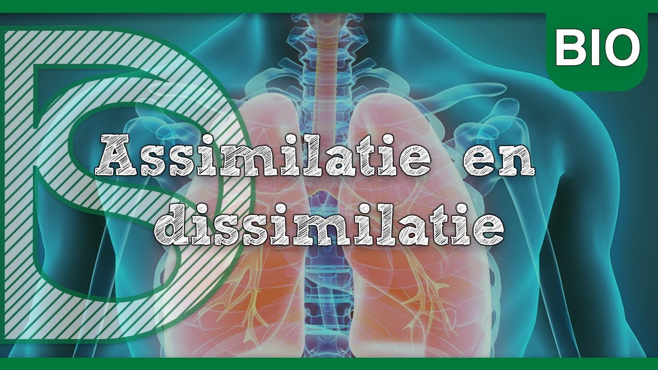 Examen biologie - Assimilatie en dissimilatie (Stofwisseling in cellen)