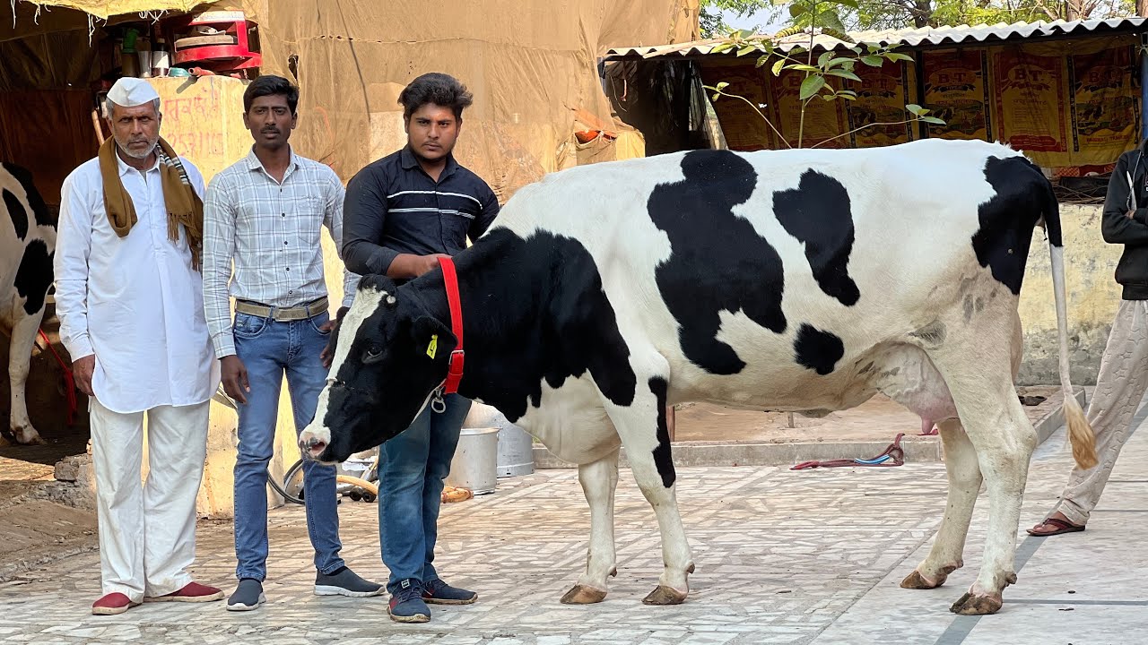 🔥🔥Manpreet Dairy Farm | HF cows available for sale at low rates | All India delivery 🚚