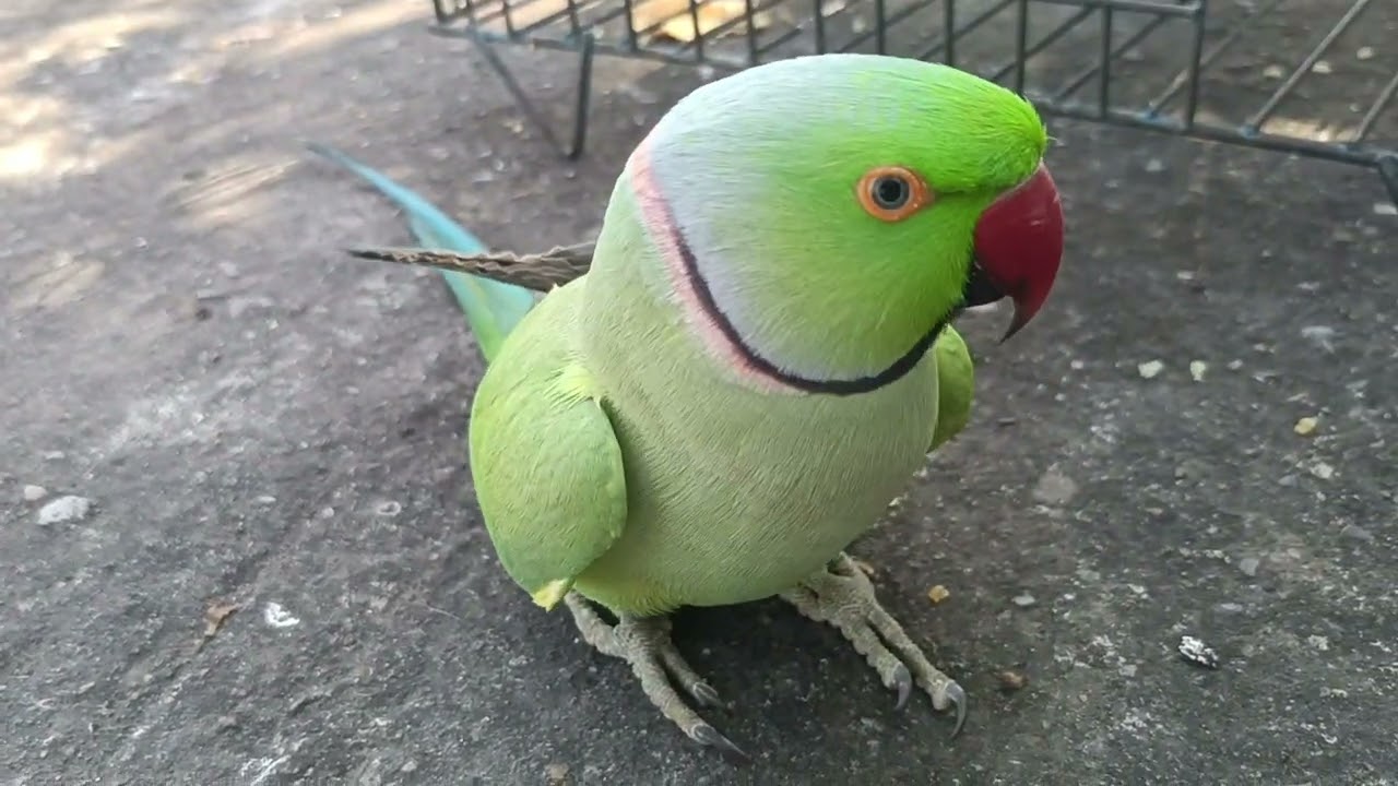 Shararti mitthu 🥰 | parrot netural voice #trending#talkingparrot#vairalvideo 