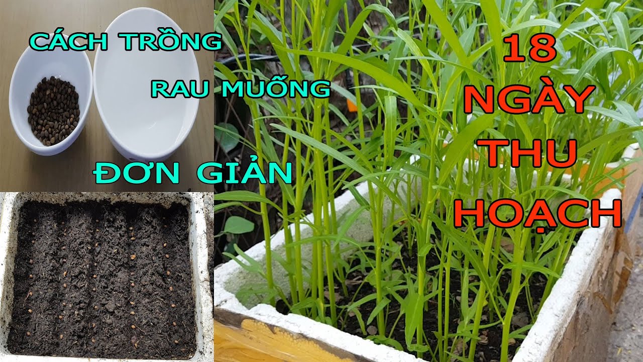 Cách trồng rau muống hạt trong thùng xốp đơn giản - Nhanh thu hoạch | Rau Sạch Nhà Trồng