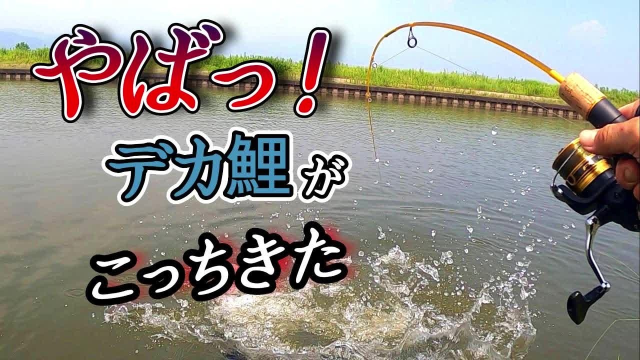 【鯉釣り】針に掛かった鯉がこっちに向かってきやがりますよ！！【ダイソーレンジャー】【吸い込み】