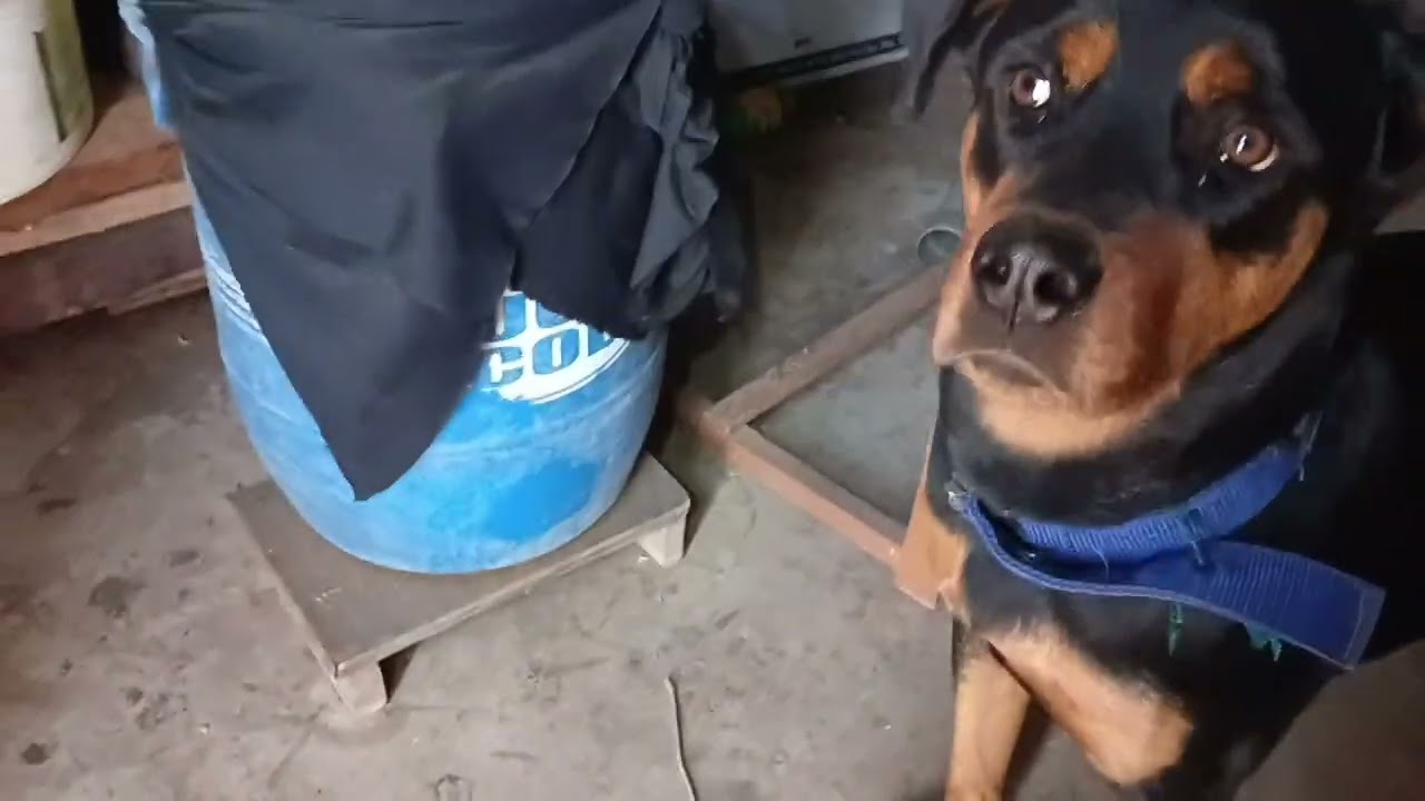 Dolly chhat par jane ke liye paresan hai 🐕🤣#youtube #video #rottweiler #dog#lover 