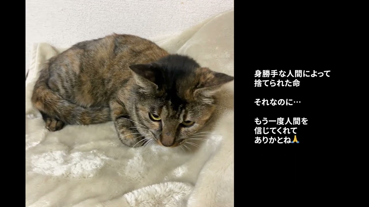【キャンプ場に捨てられたサビ猫】てんちゃんとの出会い