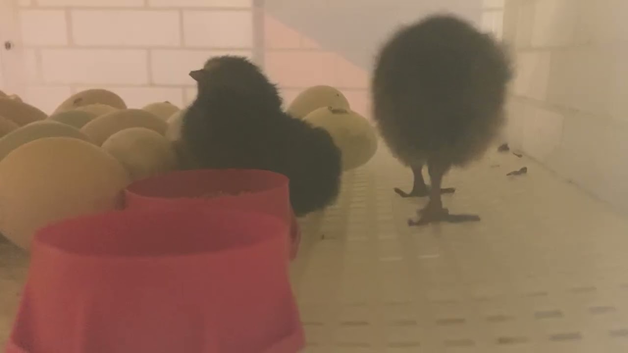 Happy Chicksgiving!  Meet Cuppycake, the 3 day splay leg baby 