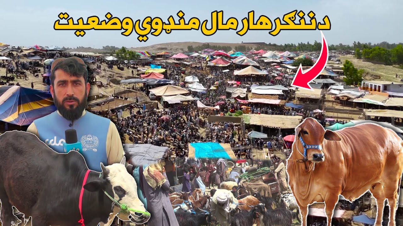 زما هېواد | د ننګرهار مال منډوي ته څومره څاروي راغلي او بیې یې څنګه دي؟