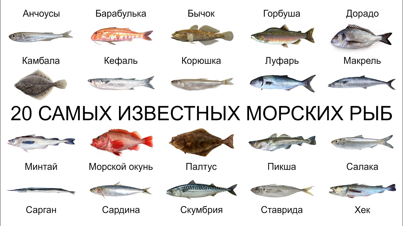 Топ 20 САМЫХ ИЗВЕСТНЫХ МОРСКИХ РЫБ