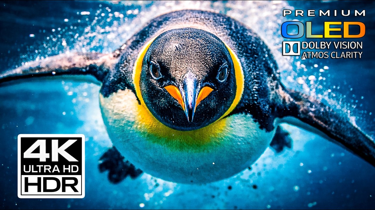 Kings of the Ice - Inside the Hidden World of Penguins | 4K HDR OLED