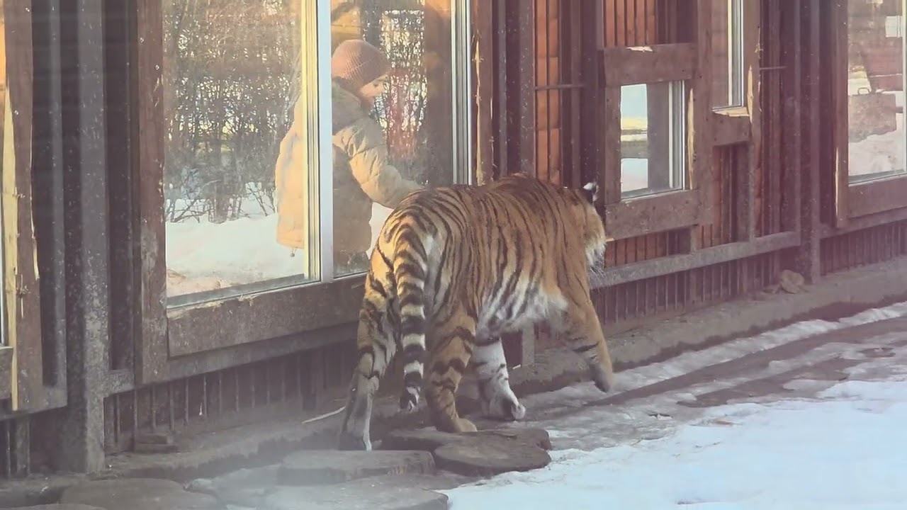 07.03.2026г. Оживление к вечеру:Киара,тигрица Симочка,леопард Порш и сонный Шерхан