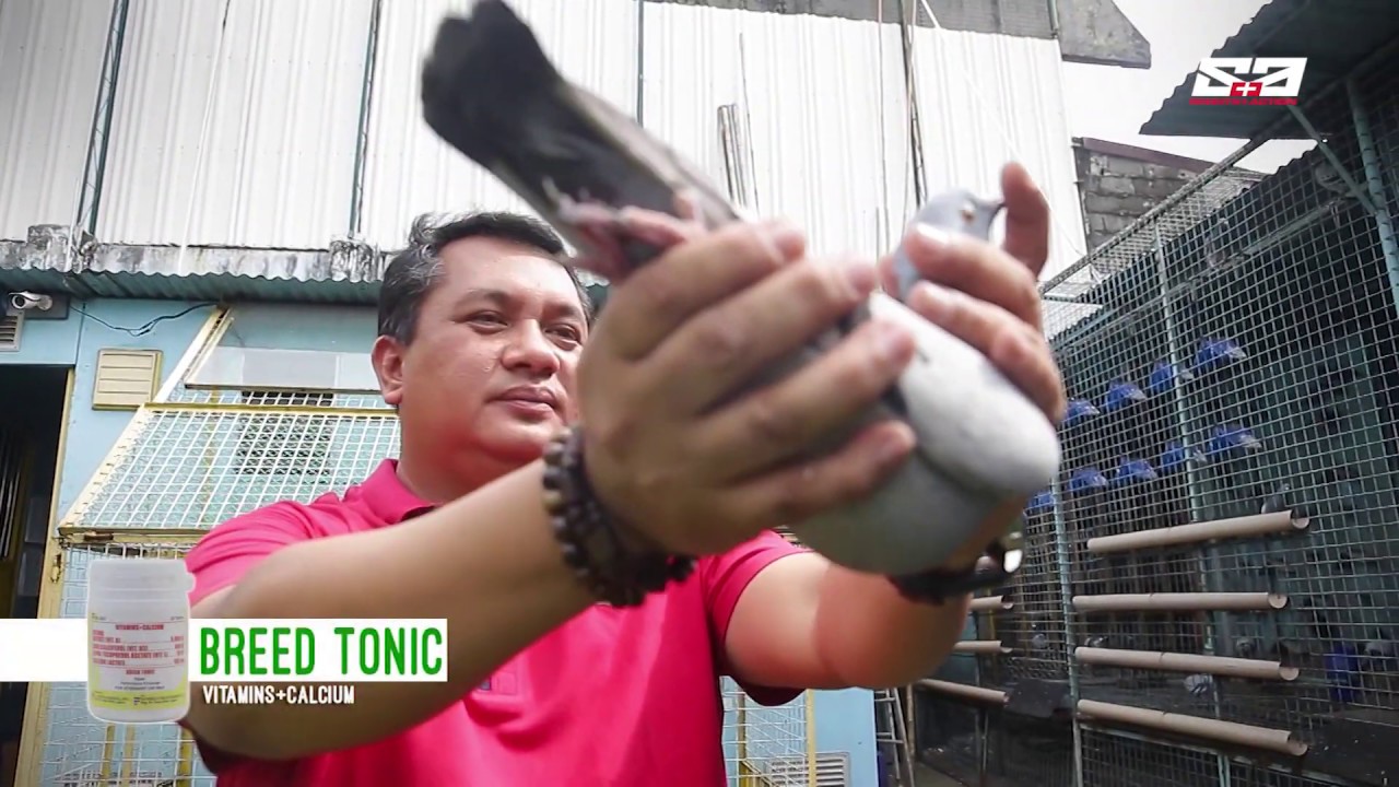 AGRITV January 19, 2020 Episode - PIGEON TALK - Kalapatids ng Novaliches