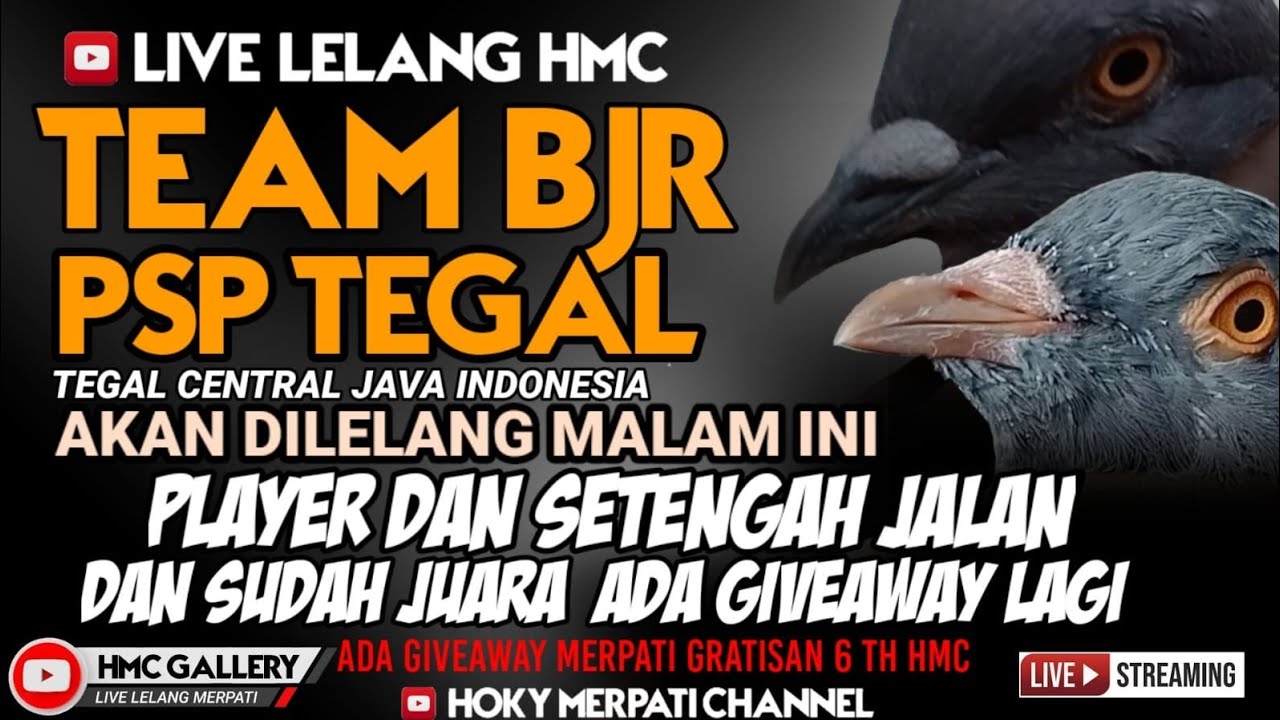 LIVE LELANG HMC//HOKY MERPATI CHANNEL//MERPATI KOLONG//MERPATI MEJA//MERPATI//LELANG MERPATI
