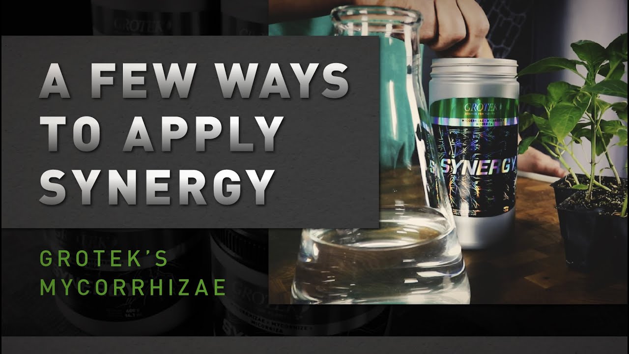 Synergy: A Few Ways To Apply Grotek's Mycorrhizae