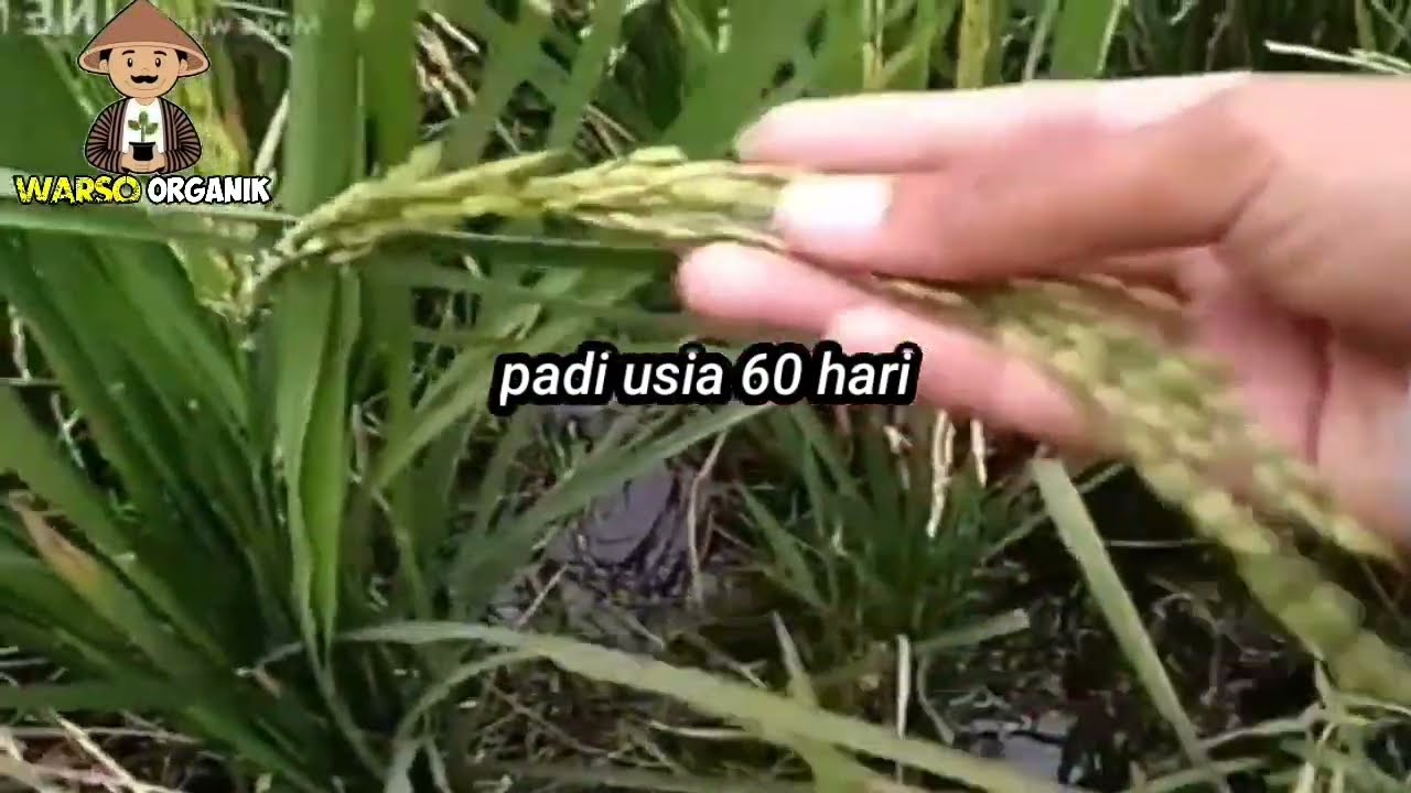 TANAM PADI SALIBU, DARI AWAL HINGGA MENJELANG PANEN   #petaniorganik  @Millennial Farmer