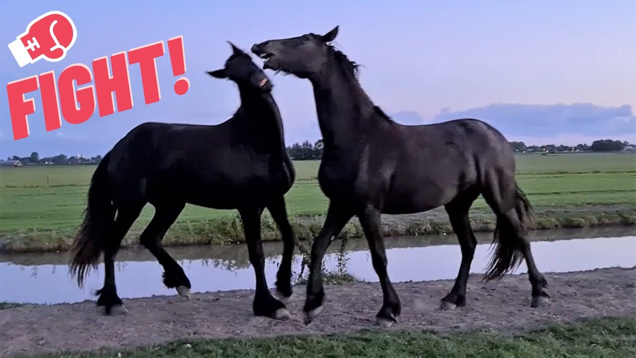 Let's fight out who is the boss of this herd of Friesian horses.