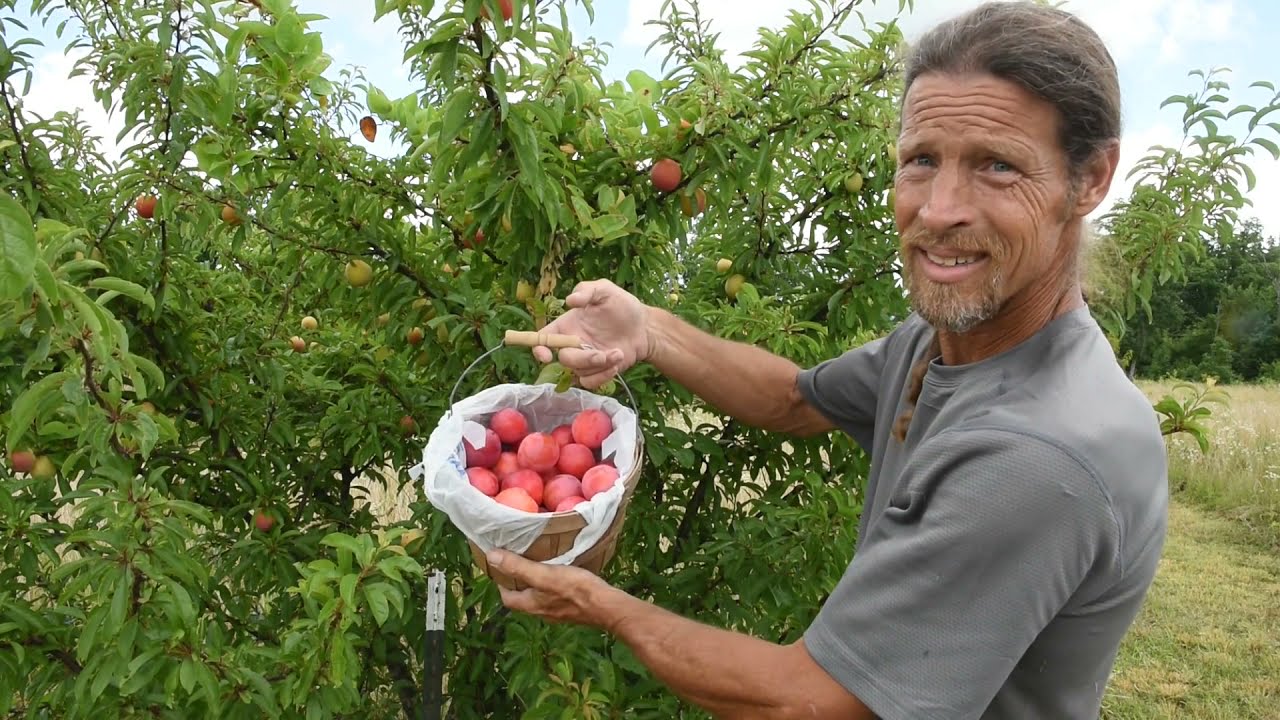 Harvesting nectarines and peaches on the homestead. Best fruit trees to grow.