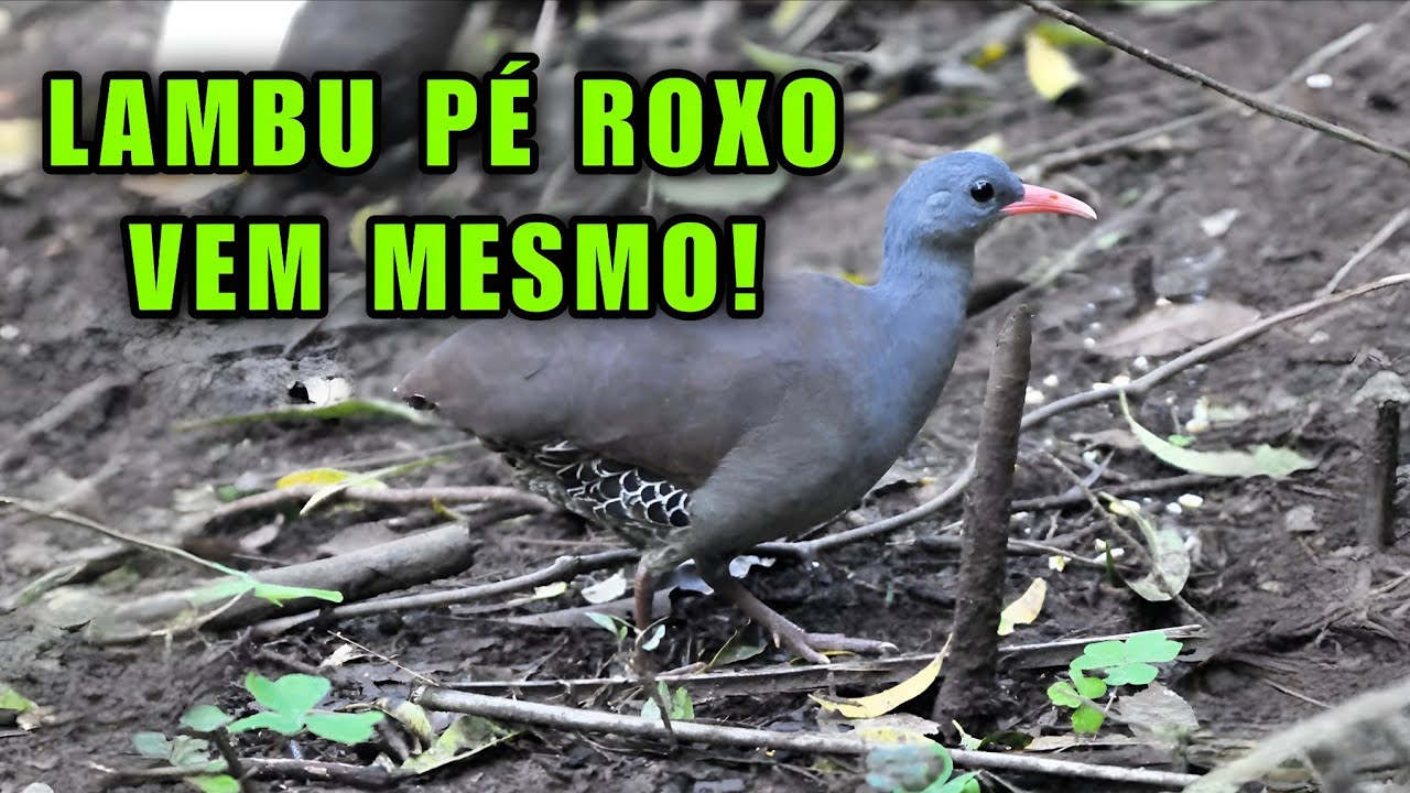 CANTO DE PÉ ROXO 2026 | CHAMA MUITO BOM PARA ATRAIR RÁPIDO