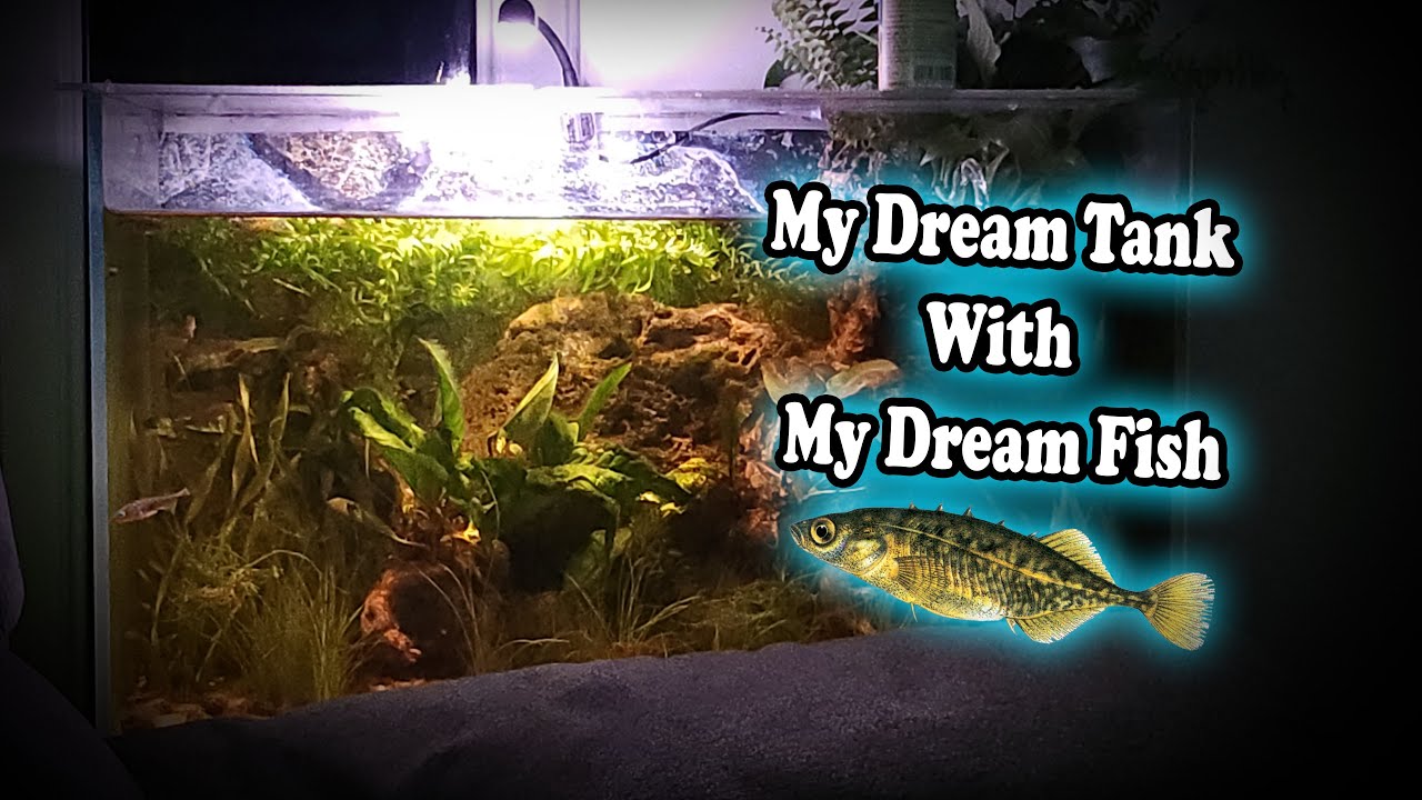 My Dream Sticklebacks Aquarium!!  #sticklebacks