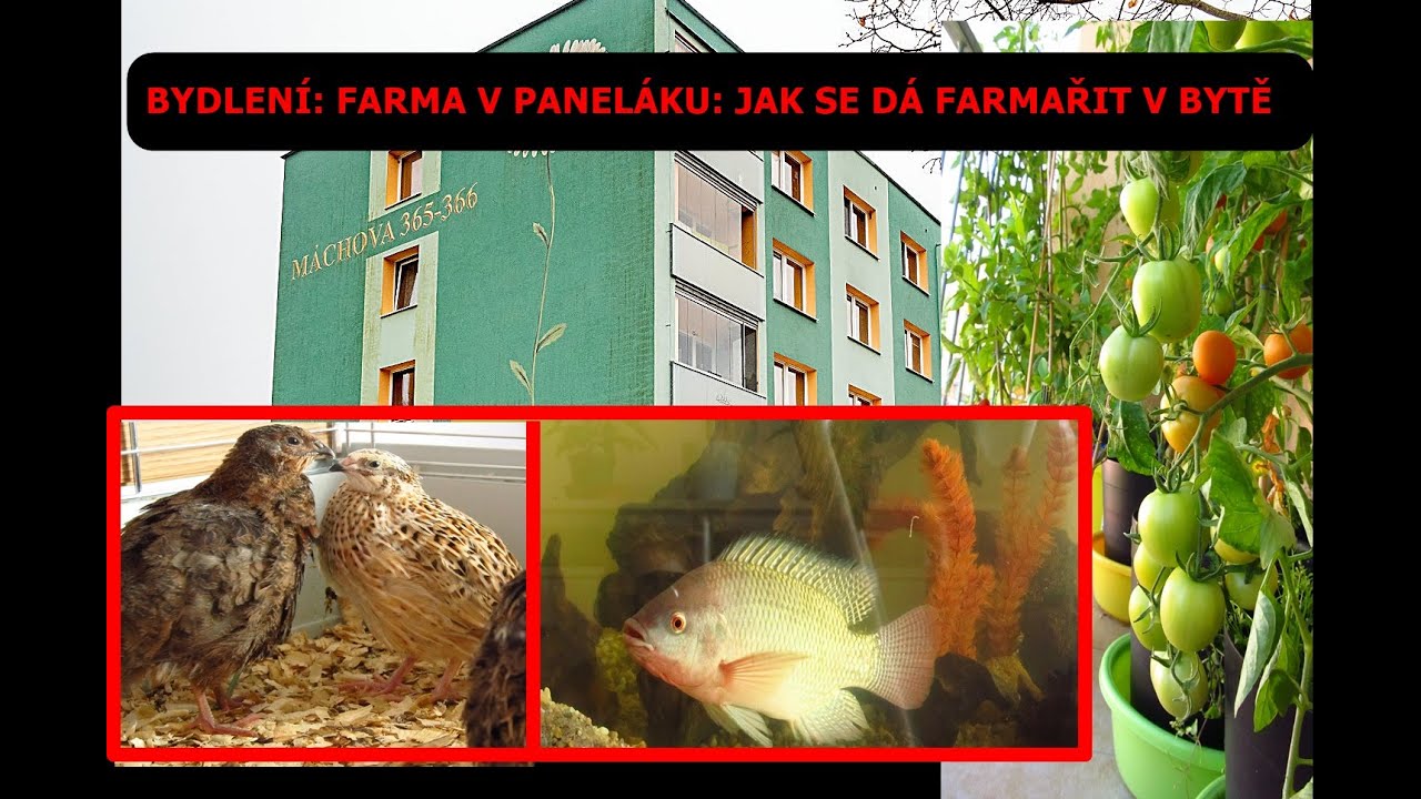 BYDLENÍ: FARMA V PANELÁKU: JAK SE DÁ FARMAŘIT V BYTĚ