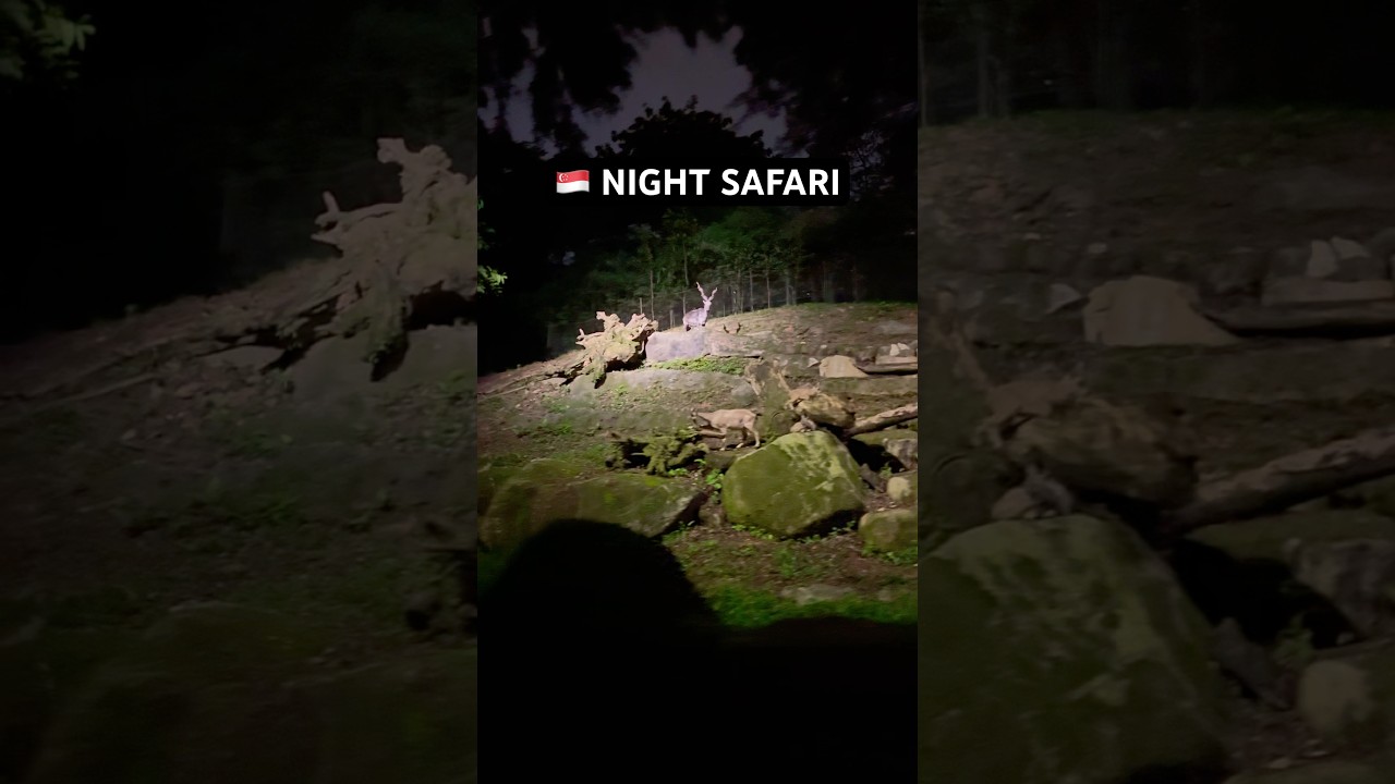 📍Singapore Night Safari #exploroff #nightsafari #safari #safarisingapore #singapore #singaporevideo