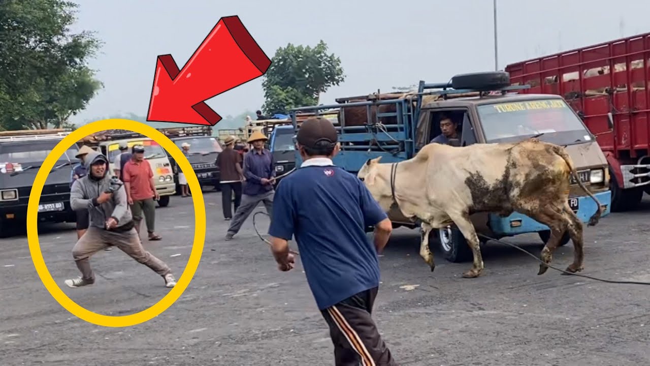 FULL DURASI NGAMUK SEMUA...