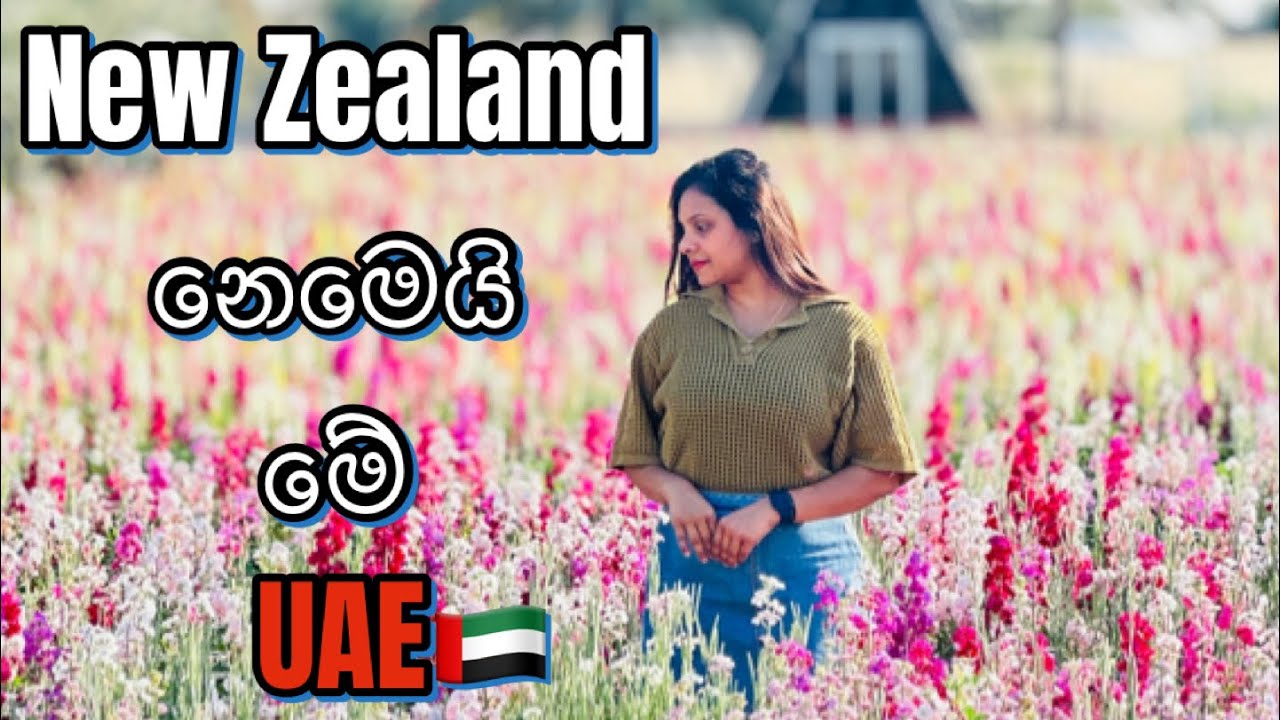 කාන්තාරෙක මේ වගේ මල් පිපෙනවා කියලා හිතන්න පුලුවන්ද | flower farm Abu Dhabi | අබුදාබි වල මල් වගාව