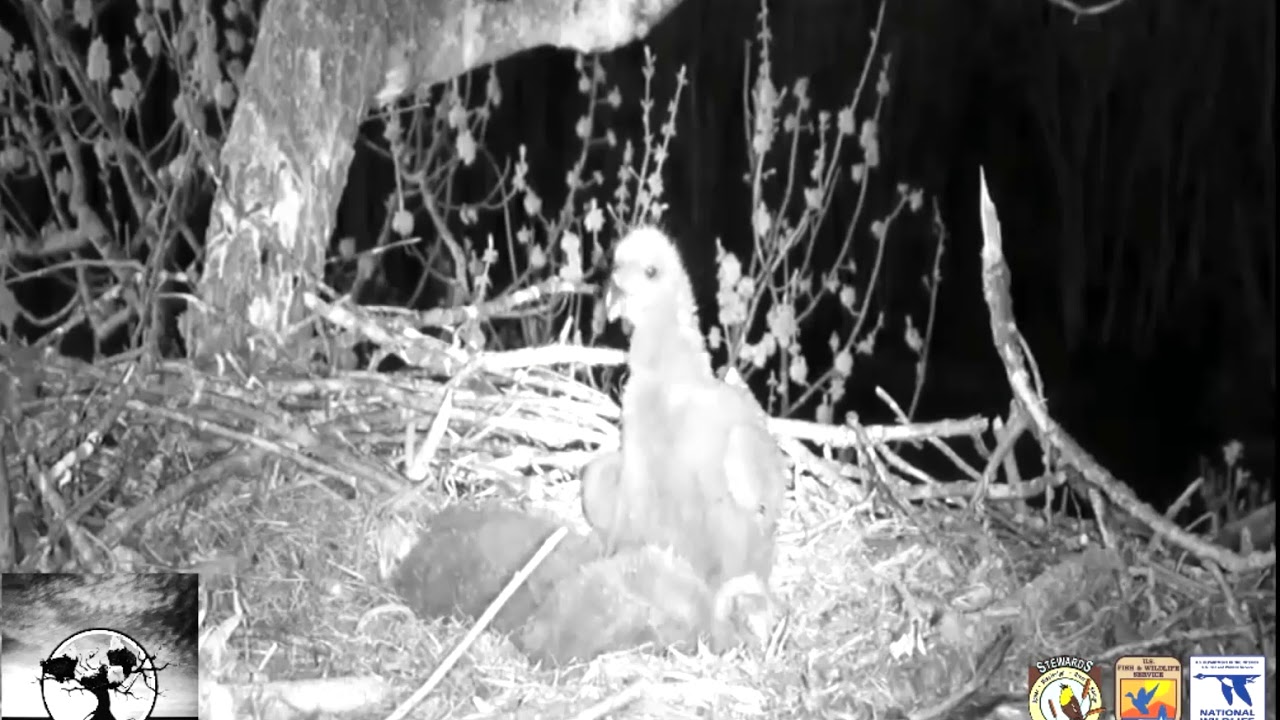 The Trio Eagle Cam - Casting a pellet ~ April 20, 2019