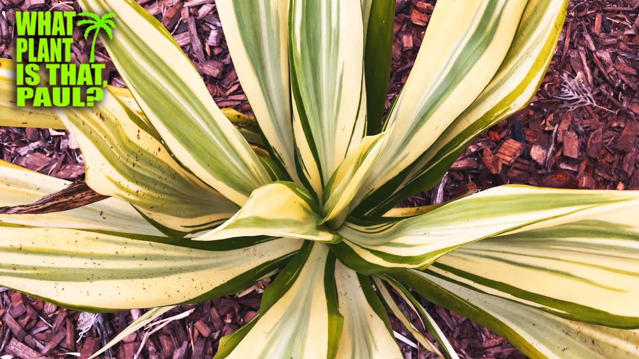 FURCRAEA FOETIDA 'MEDIOPICTA' / A close relative to the Agave / MASSIVE FLOWER STALK