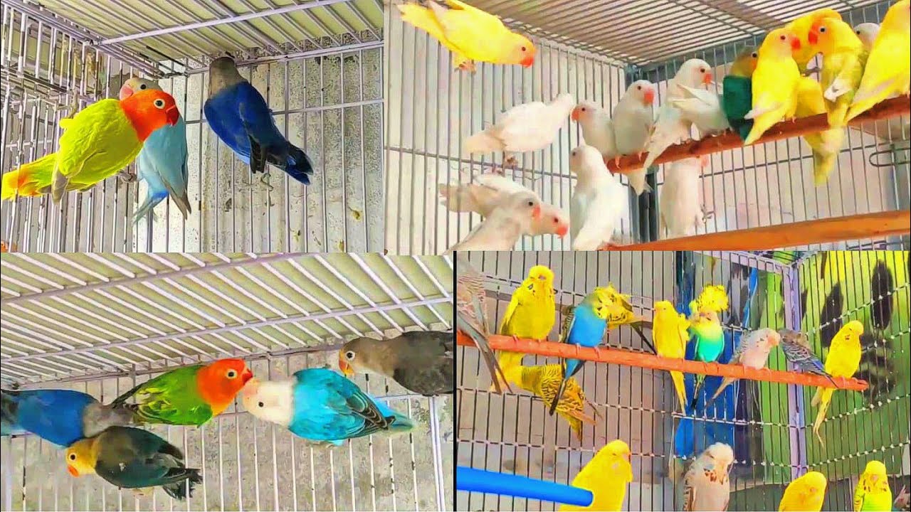 Quality Love birds  Mutation Breeding progress|Parblue |Opaline| pale fallows | Creamino | Albino