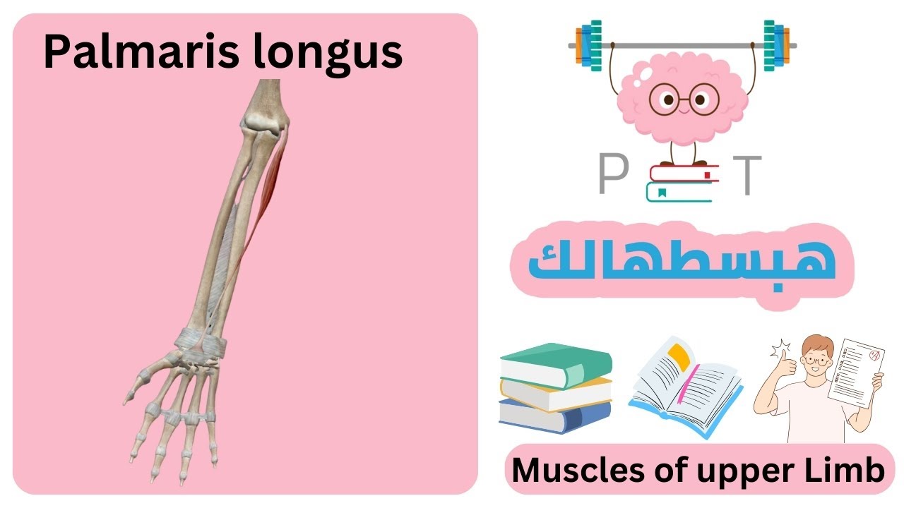 palmaris longus #upper_limb_هبسطهالك