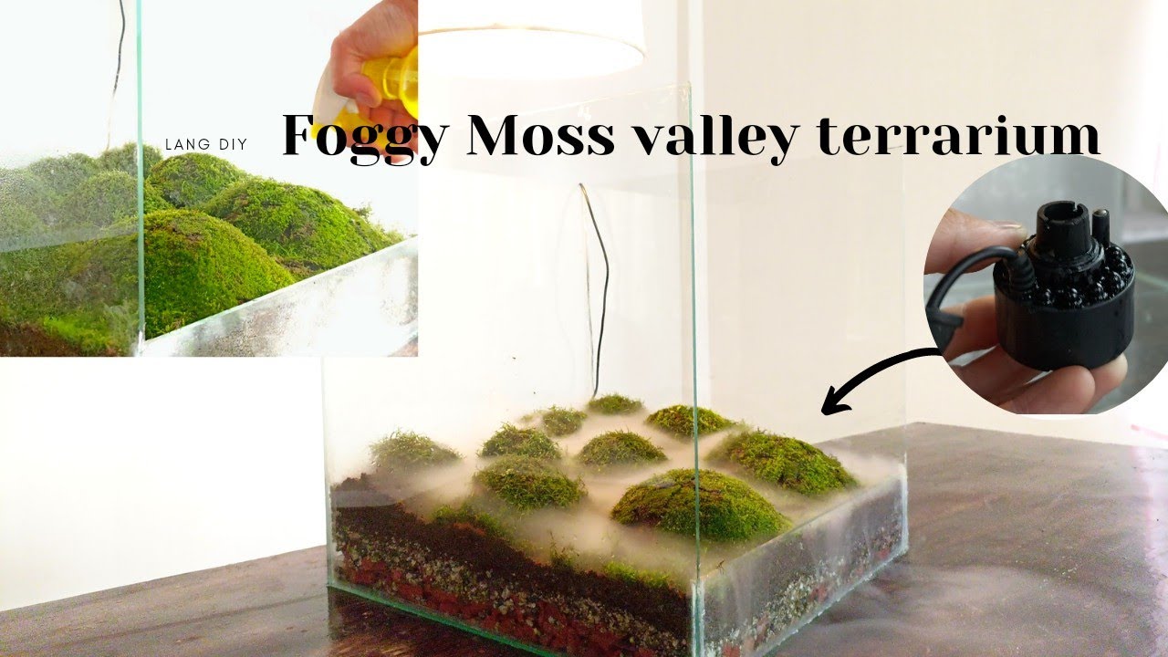 how to make a foggy moss valley terrarium with a mist maker|  paludarium| aquaterrarium