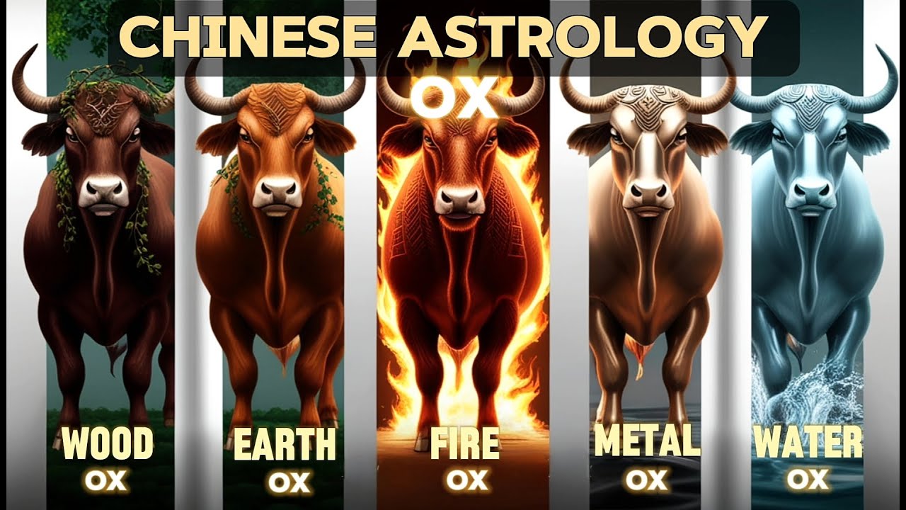 wood, fire, earth, metal, and water Ox: Chinese Astrology