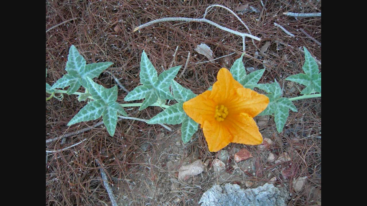 Coyote Melon (Plant Freak Song)