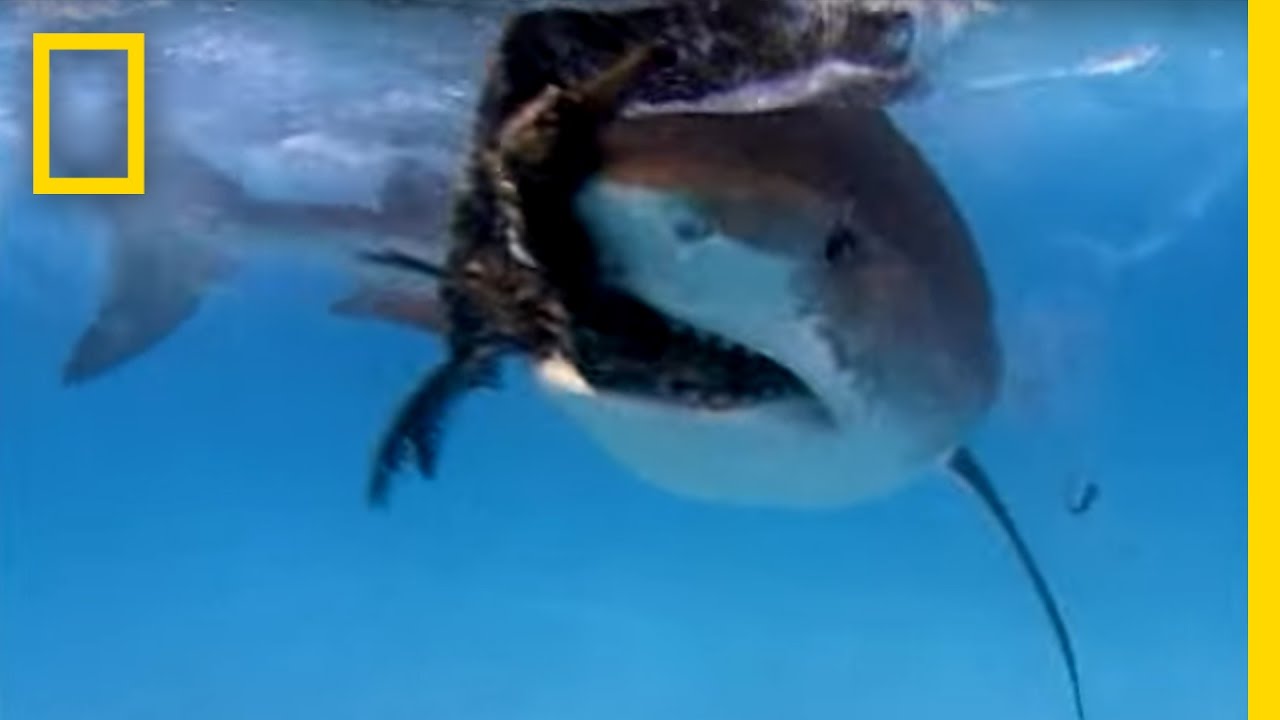 Tiger Shark vs. Albatross | National Geographic