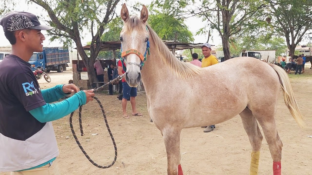 FEIRA DE CAVALOS EM ALTINHO-PE   04-01-2025 #nordeste