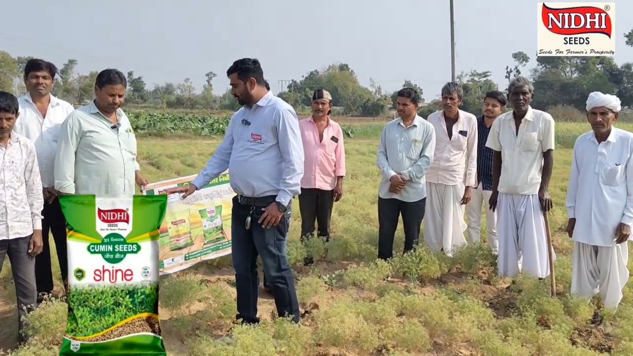 નિધિ જીરૂ શાઇન 🌿 | જીરામાં ચમકદાર દાણા અને વધારે ઉત્પાદનનો રાજ!