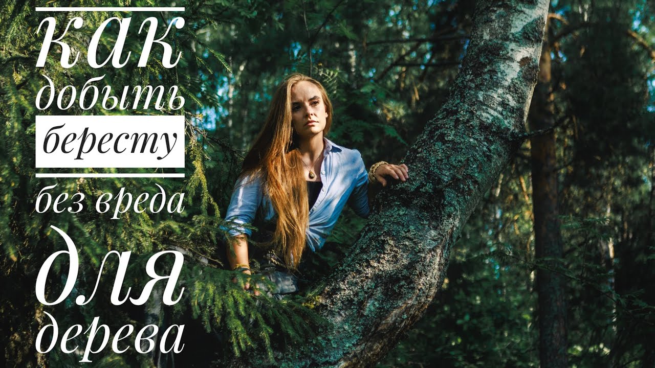 Как добыть бересту ДЛЯ СОЗДАНИЯ УКРАШЕНИЙ без вреда для дерева (лента и полотно)