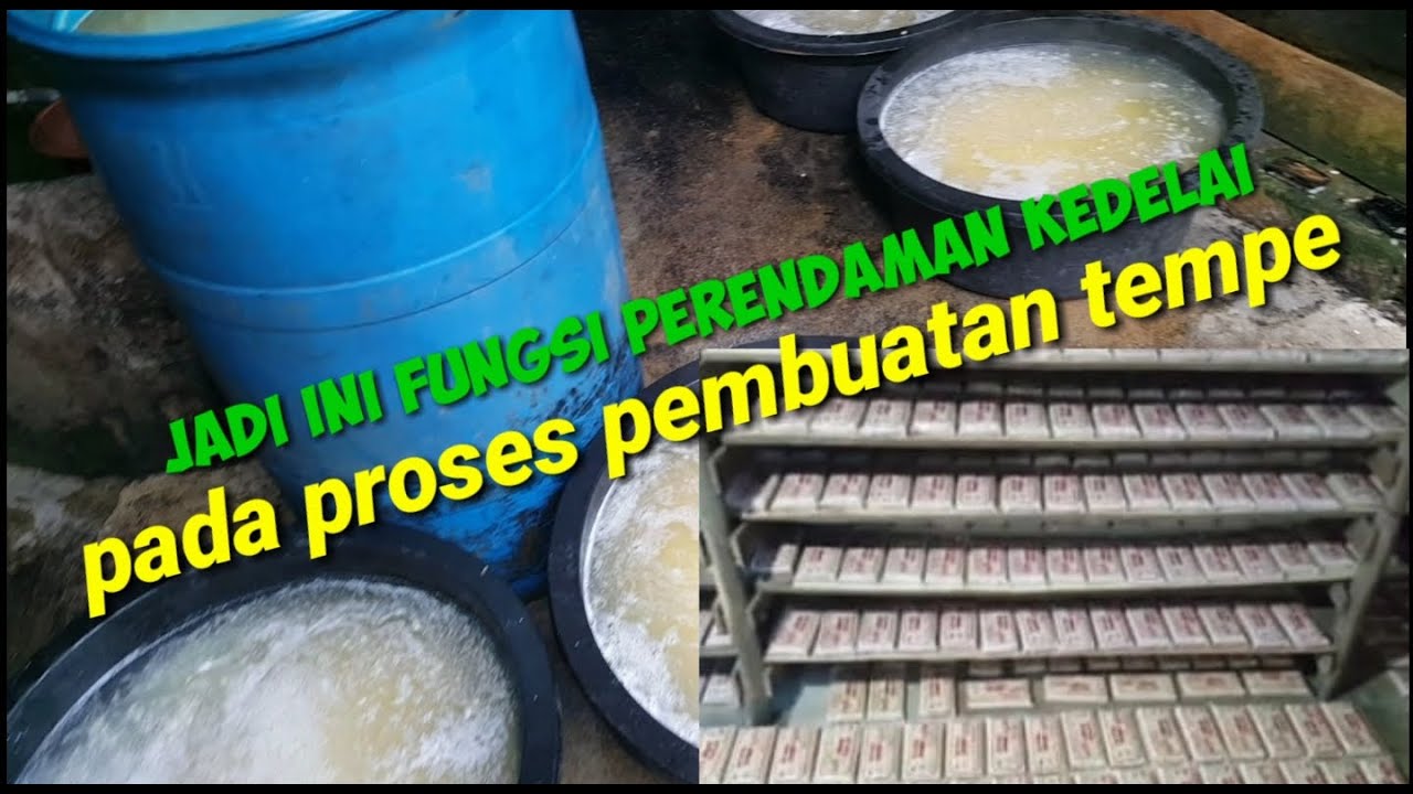 Fungsi perendaman kedelai pada proses pembuatan tempe