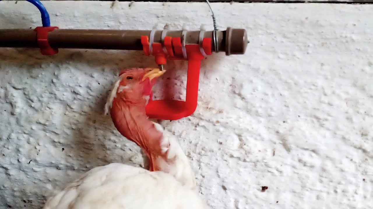 FRANGO BEBENDO &Aacute;GUA EM BEBEDOURO NIPPLE | PESCO&Ccedil;O PELAD0 BRANCO