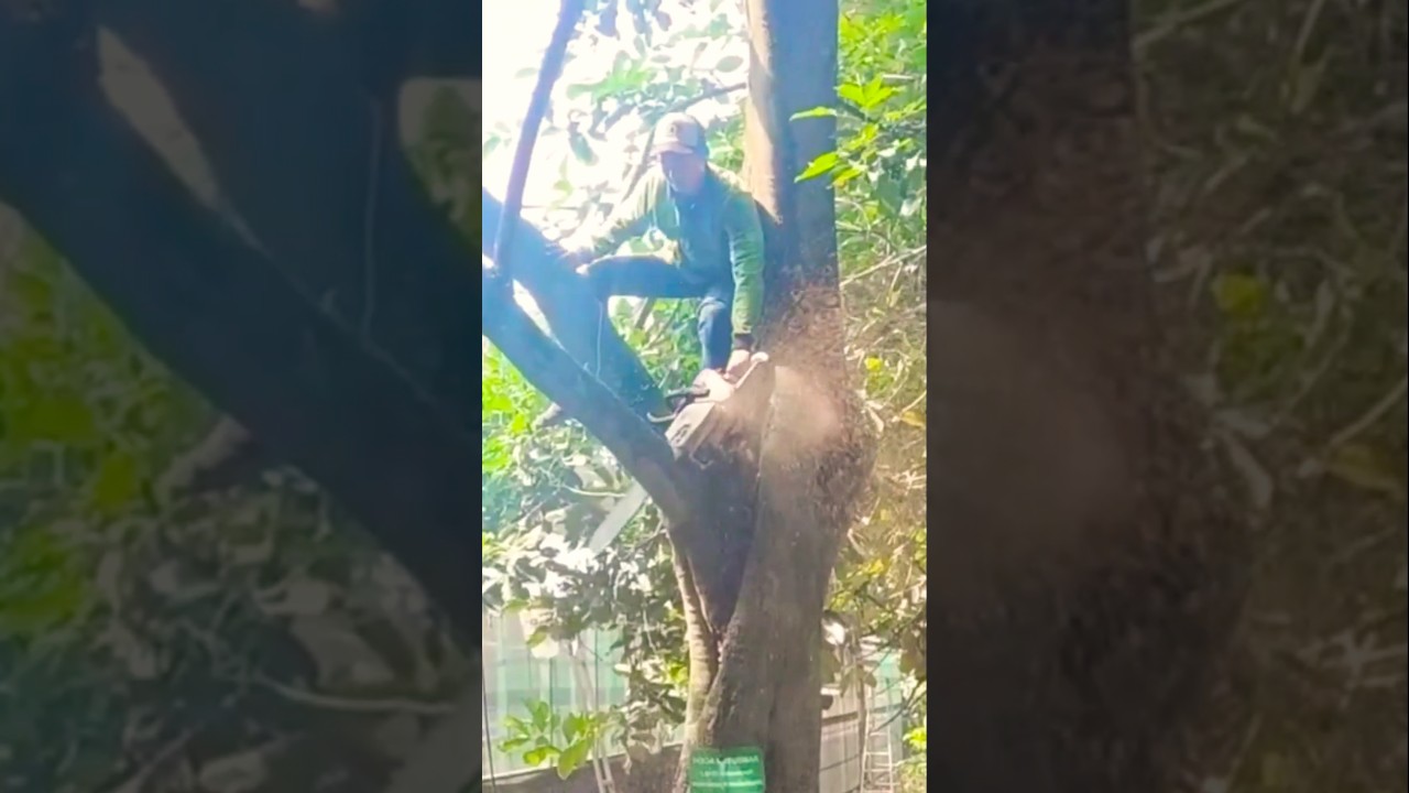 Skills of Cutting Down a Big Jackfruit Tree #shortvideo #treecutting