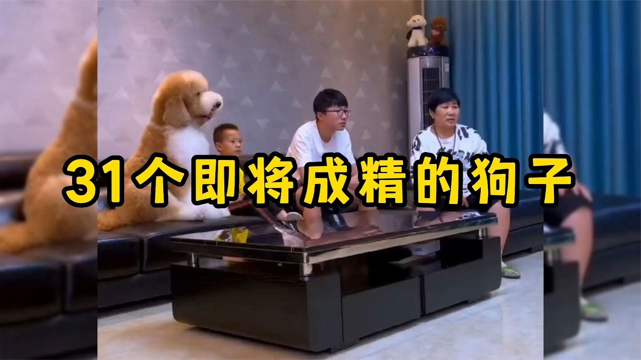31个即将成精的狗子，我觉得它们比我还聪明