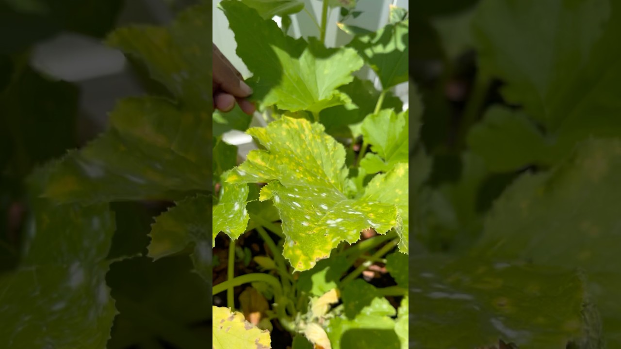 How I’m dealing with powdery mildew on my zucchini squash leaves…