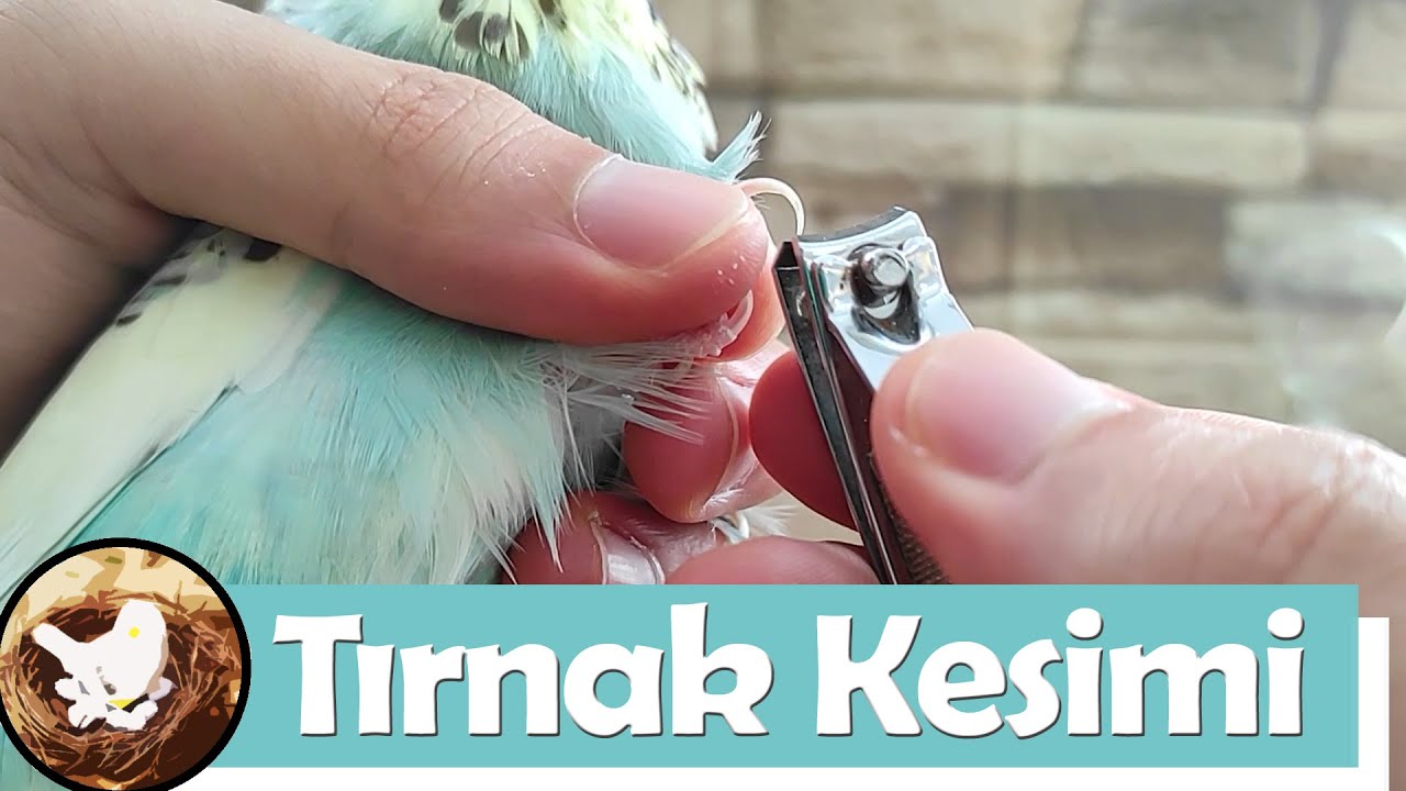 Muhabbet Kuşu Tırnak Kesimi