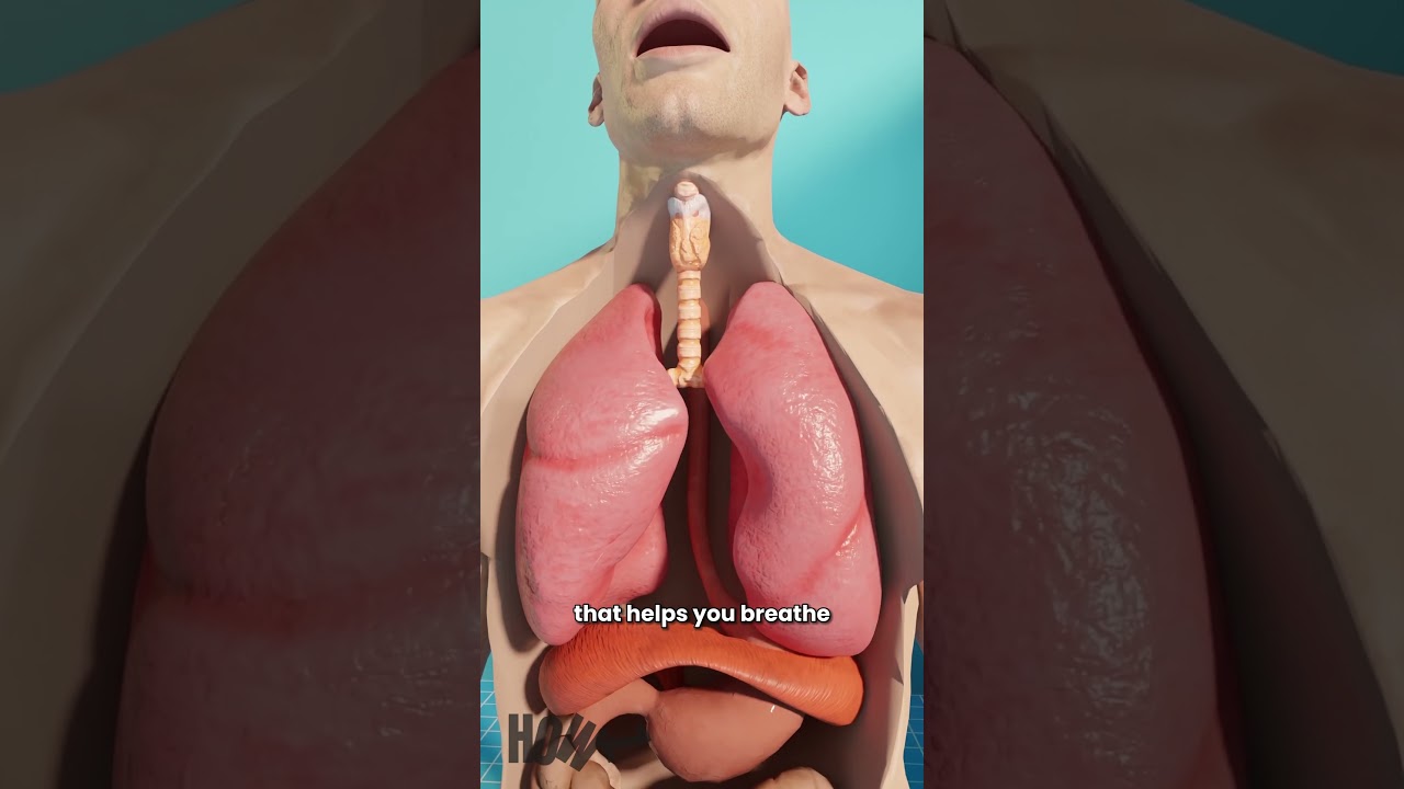 Why We Hiccup