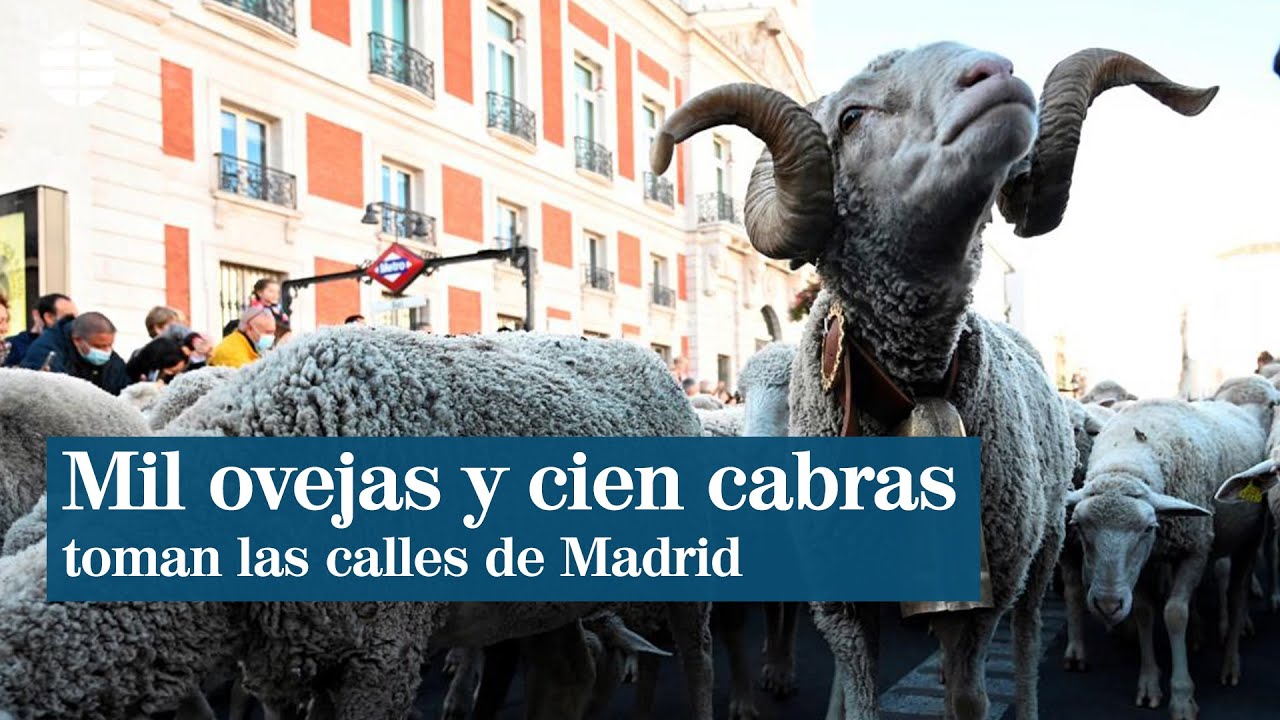 Mil ovejas y cien cabras toman las calles de Madrid