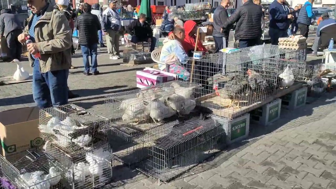 Ce animăluțe și păsări puteți vedea duminica în Piața Arad Hoby