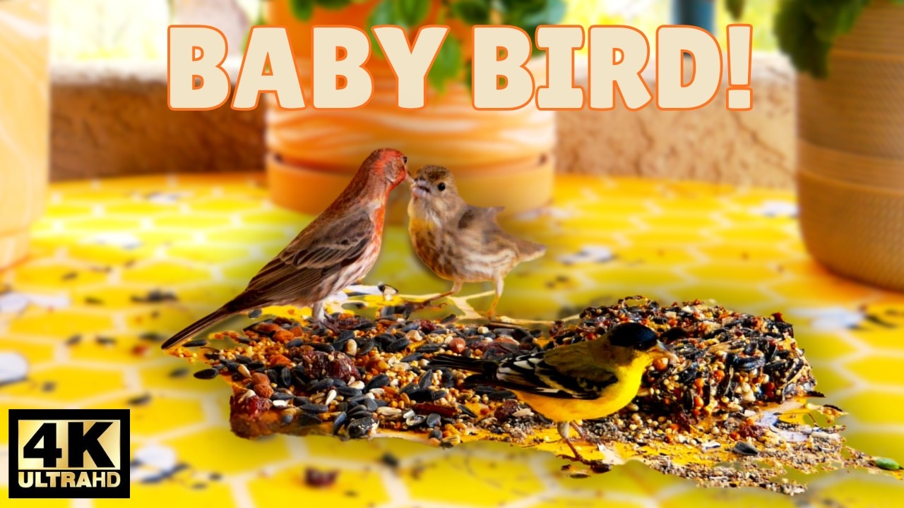 Baby Bird Feeding | Calm Backyard Birds | 38 Minutes | Natural Sounds (4K)