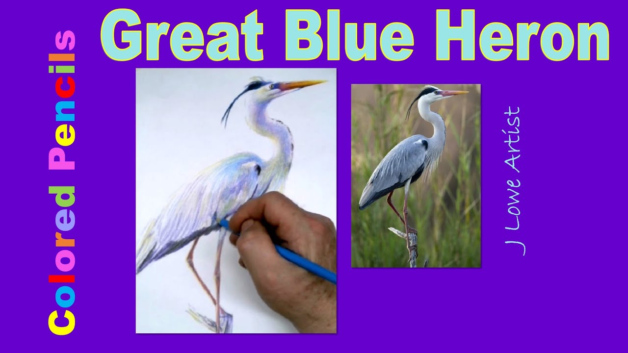 How to Draw a Great Blue Heron Colored Pencils