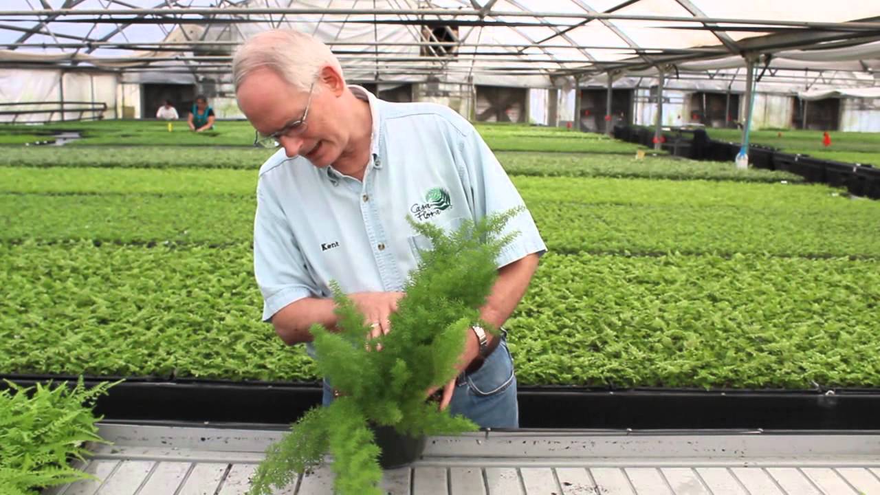 Foxtail fern