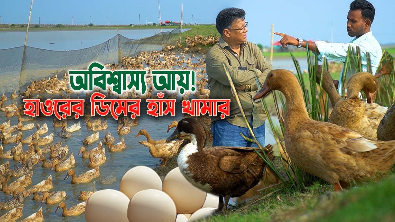 প্রতিদিন লাভ কেমন ? ডিমের হাঁস খামার কিভাবে শুরু করবেন | নেত্রকোনার হাওরে জানু মিয়ার হাঁস খামার!